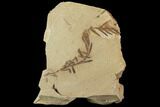 Metasequoia (Dawn Redwood) Fossils - Montana #102315-1
